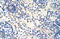 Ribonuclease H2 subunit A antibody, 29-377, ProSci, Immunohistochemistry paraffin image 