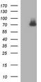 Gamma-glutamylcysteine synthetase antibody, TA507318, Origene, Western Blot image 