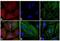 Mouse IgG (H+L) antibody, A-11018, Invitrogen Antibodies, Immunofluorescence image 