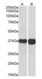 GAPDH antibody, orb18774, Biorbyt, Western Blot image 