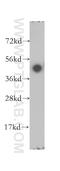 DnaJ Heat Shock Protein Family (Hsp40) Member A2 antibody, 12236-1-AP, Proteintech Group, Western Blot image 