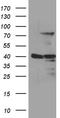 Male-specific lethal 2 homolog antibody, LS-C795868, Lifespan Biosciences, Western Blot image 