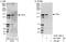 FOXE1 antibody, A303-108A, Bethyl Labs, Immunoprecipitation image 