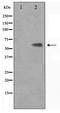 Kruppel Like Factor 11 antibody, TA347525, Origene, Western Blot image 