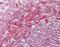 Peroxisomal Biogenesis Factor 13 antibody, NBP1-31032, Novus Biologicals, Immunohistochemistry paraffin image 