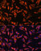 Jagged Canonical Notch Ligand 2 antibody, 15-447, ProSci, Immunofluorescence image 