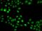 SULT2B1a antibody, GTX32904, GeneTex, Immunofluorescence image 