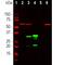 mCherry Tag  antibody, NBP1-96752, Novus Biologicals, Western Blot image 