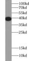 Annexin A2 antibody, FNab00430, FineTest, Western Blot image 