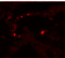 Matrix Metallopeptidase 9 antibody, 7471, ProSci Inc, Immunofluorescence image 