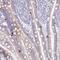 PRAP1 antibody, NBP2-46803, Novus Biologicals, Immunohistochemistry frozen image 