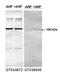 Phosphodiesterase 5A antibody, GTX14672, GeneTex, Western Blot image 