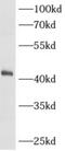 Alpha-Methylacyl-CoA Racemase antibody, FNab00355, FineTest, Western Blot image 
