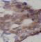 DNA2-like helicase antibody, FNab10066, FineTest, Immunohistochemistry paraffin image 