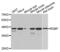 Negative Elongation Factor Complex Member E antibody, abx003101, Abbexa, Western Blot image 