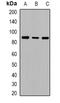 Cadherin 20 antibody, orb382471, Biorbyt, Western Blot image 