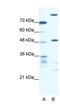 Cysteine desulfurase, mitochondrial antibody, NBP1-54685, Novus Biologicals, Western Blot image 