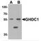 GH3 Domain Containing antibody, MBS153443, MyBioSource, Western Blot image 