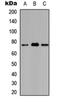Ataxin 7 Like 2 antibody, orb234765, Biorbyt, Western Blot image 