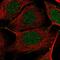 Myocyte Enhancer Factor 2B antibody, NBP1-93440, Novus Biologicals, Immunofluorescence image 