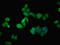 Angiotensinogen antibody, LS-B14340, Lifespan Biosciences, Immunofluorescence image 