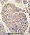 HCNP antibody, abx033867, Abbexa, Immunohistochemistry frozen image 