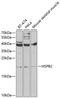 Heat shock protein beta-2 antibody, GTX65869, GeneTex, Western Blot image 