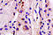 ATP Binding Cassette Subfamily C Member 1 antibody, 250759, Abbiotec, Immunohistochemistry paraffin image 
