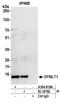 Dynein light chain Tctex-type 1 antibody, A304-819A, Bethyl Labs, Immunoprecipitation image 