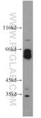 Disrupted in schizophrenia 1 protein antibody, 15500-1-AP, Proteintech Group, Western Blot image 