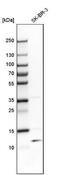 Thiosulfate Sulfurtransferase Like Domain Containing 1 antibody, NBP1-81566, Novus Biologicals, Western Blot image 