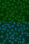 U6 snRNA-associated Sm-like protein LSm2 antibody, 23-332, ProSci, Immunofluorescence image 