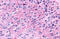 Pyroglutamylated RFamide peptide receptor antibody, MBS244345, MyBioSource, Immunohistochemistry frozen image 