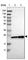 HP1 alpha antibody, HPA016699, Atlas Antibodies, Western Blot image 