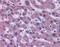 Coagulation Factor VII antibody, 51-853, ProSci, Immunohistochemistry frozen image 