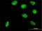 Helix-loop-helix protein 2 antibody, H00004808-M02, Novus Biologicals, Immunofluorescence image 