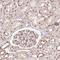Replication Factor C Subunit 4 antibody, HPA049123, Atlas Antibodies, Immunohistochemistry frozen image 