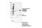 FYN Proto-Oncogene, Src Family Tyrosine Kinase antibody, 70926S, Cell Signaling Technology, Immunoprecipitation image 