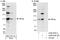 Peptidyl-prolyl cis-trans isomerase G antibody, A302-076A, Bethyl Labs, Immunoprecipitation image 