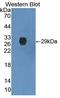 Isovaleryl-CoA Dehydrogenase antibody, LS-C663396, Lifespan Biosciences, Western Blot image 