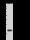 Proline-rich acidic protein 1 antibody, 106286-T32, Sino Biological, Western Blot image 