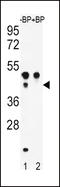 ATF4 antibody, 62-224, ProSci, Western Blot image 
