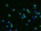 Complement decay-accelerating factor, GPI-anchored antibody, GTX02080, GeneTex, Immunofluorescence image 