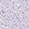 Endoplasmic Reticulum Protein 27 antibody, NBP1-88393, Novus Biologicals, Immunohistochemistry paraffin image 