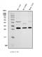 Hydroxypyruvate Isomerase (Putative) antibody, A14191-2, Boster Biological Technology, Western Blot image 