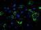 NADH:Ubiquinone Oxidoreductase Subunit A7 antibody, LS-C785866, Lifespan Biosciences, Immunofluorescence image 