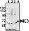 NADP-dependent malic enzyme, mitochondrial antibody, A05164-1, Boster Biological Technology, Western Blot image 