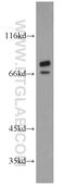 Threonyl-TRNA Synthetase antibody, 14773-1-AP, Proteintech Group, Western Blot image 