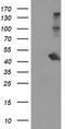 Aryl Hydrocarbon Receptor Interacting Protein Like 1 antibody, CF503694, Origene, Western Blot image 