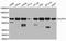 Nuclear pore glycoprotein p62 antibody, orb136829, Biorbyt, Western Blot image 